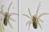 Nigma sp.
